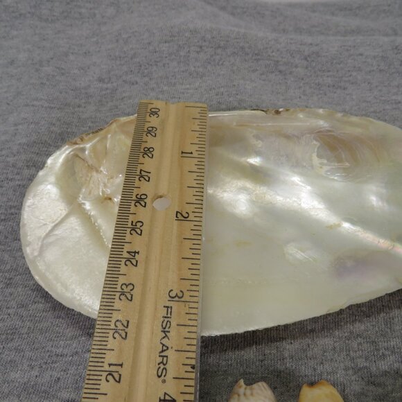 Hiatella arctica mother of pearl polished finish REAL with other shells - Picture 11 of 13